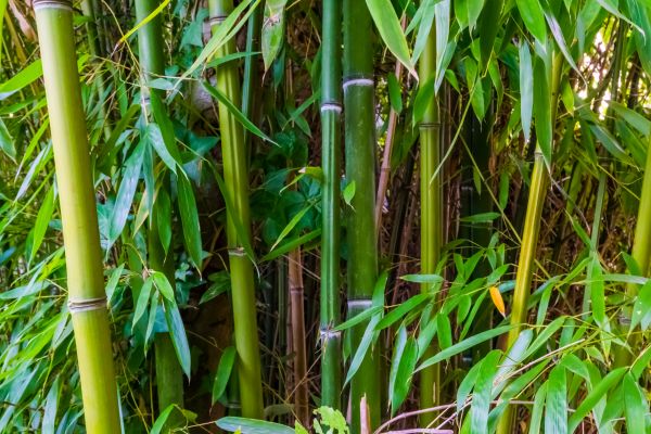 Cost of Bamboo Trimming in Marietta