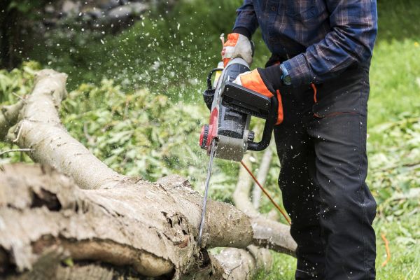 Cost of Branch Removal Service in Marietta