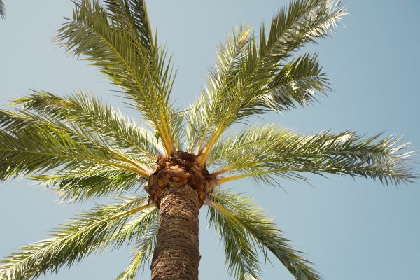 Palm Tree Pruning in Marietta