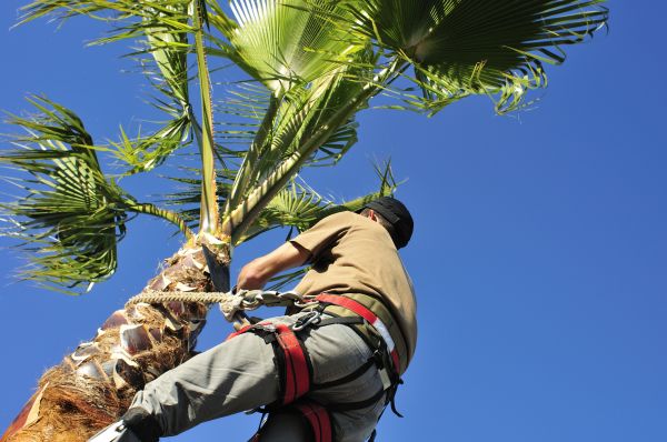 Palm Tree Trimming in Marietta