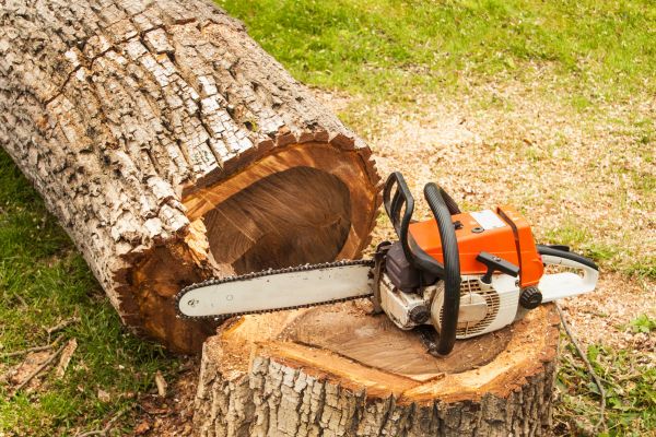 Tree Cutting Service in Marietta