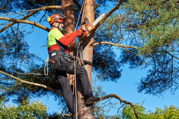 Tree Service in Marietta