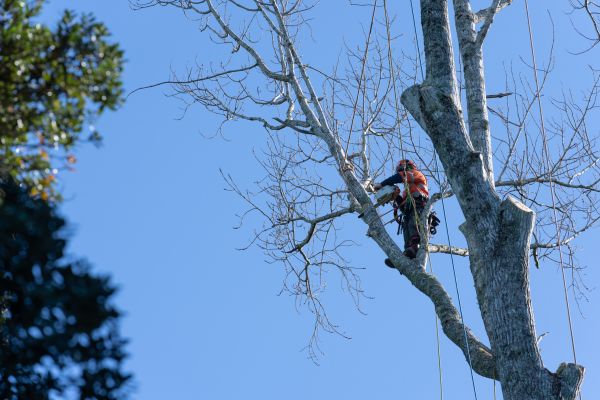 Cost of Tree Topping Service in Marietta