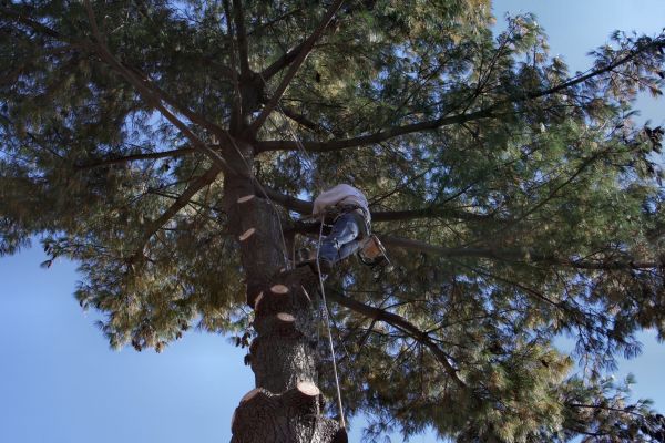 Trimming Service in Marietta