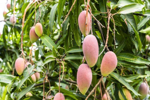 Cost of Mango Tree Trimming in Marietta
