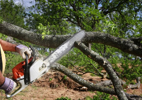 Cost of Tree Branch Cutting in Marietta