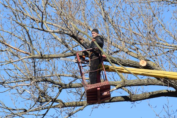 Emergency Tree Trimming in Marietta
