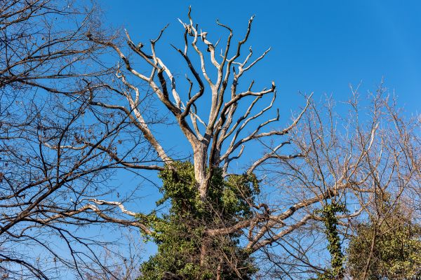Deadwood Removal in Marietta