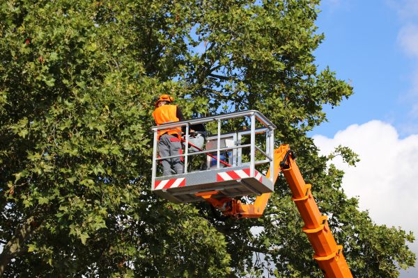 Commercial Tree Service in Marietta