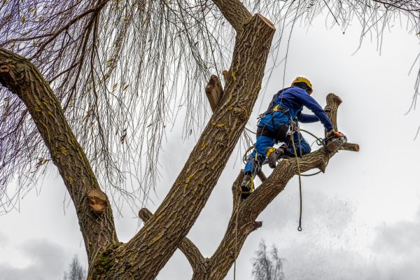 Cost of Tree Maintenance Service in Marietta