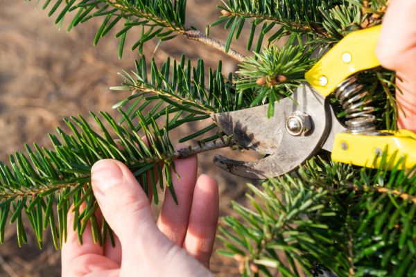 Pine Tree Pruning in Marietta