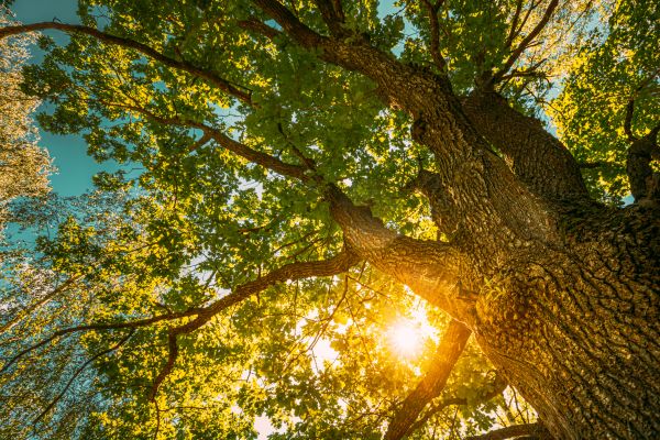 Cost of Oak Tree Pruning in Marietta