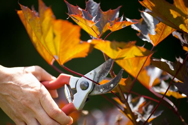 Cost of Maple Tree Pruning in Marietta