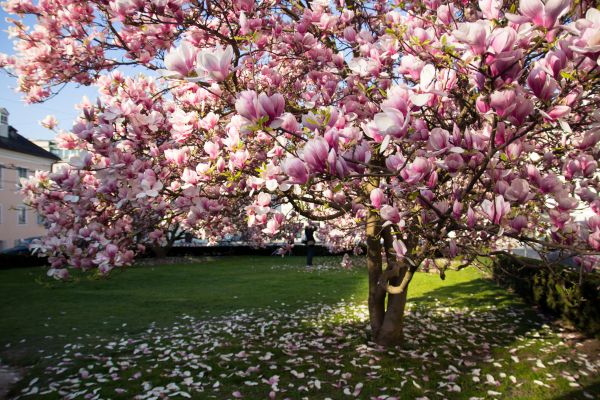 Cost of Magnolia Tree Pruning in Marietta