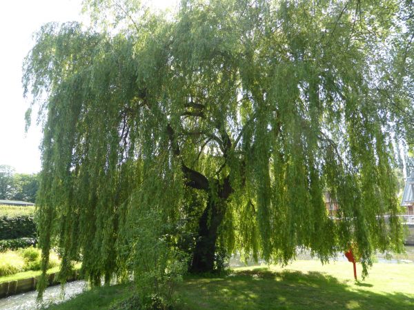 Cost of Willow Tree Trimming in Marietta