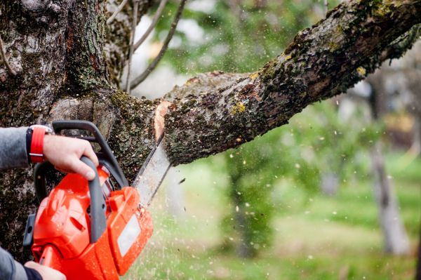Cost of Tree Limbs Removal in Marietta