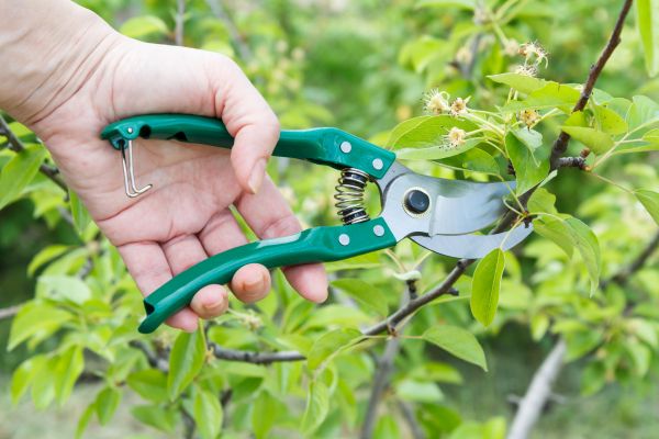 Cost of Pear Tree Pruning in Marietta
