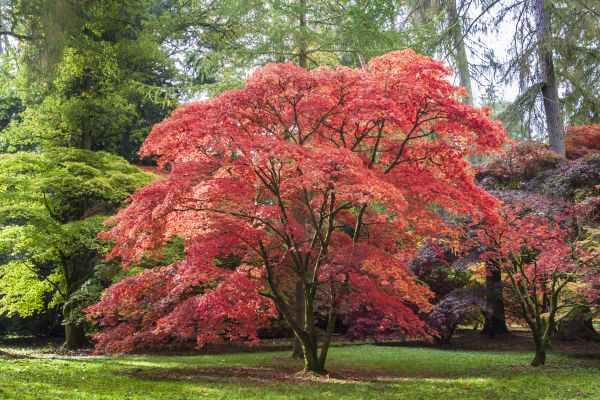 Japanese Maple Pruning in Marietta