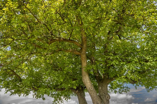 Cost of Walnut Tree Trimming in Marietta