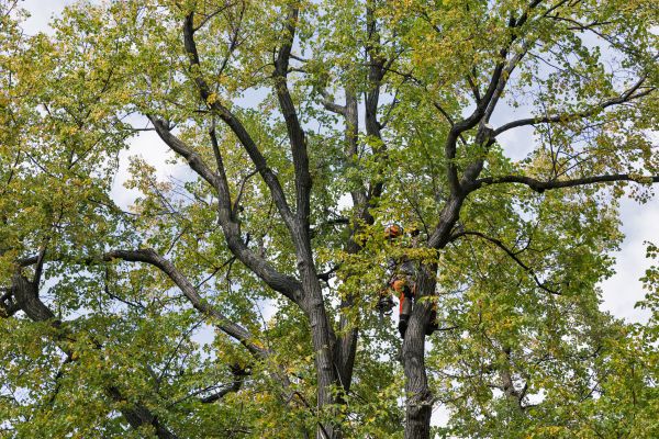 Tree Crown Shaping in Marietta
