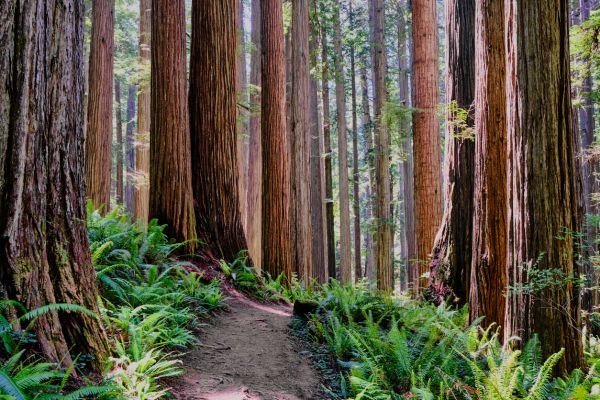 Cost of Redwood Tree Trimming in Marietta