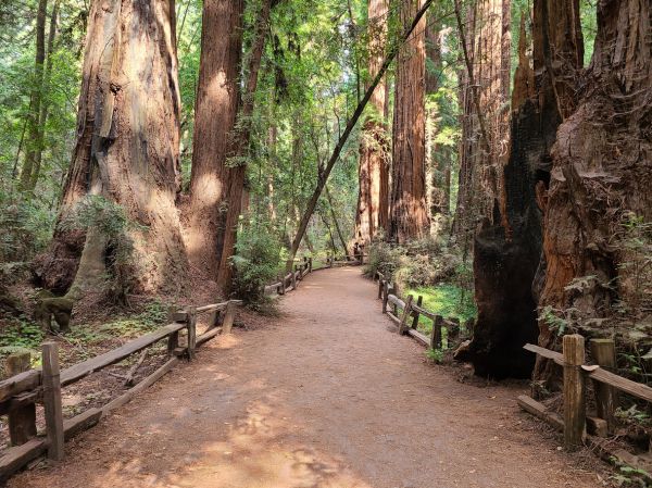 Cost of Redwood Tree Pruning in Marietta