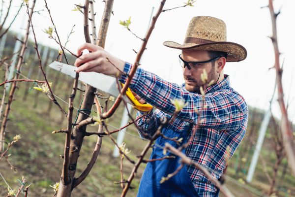 Orchard Tree Pruning in Marietta