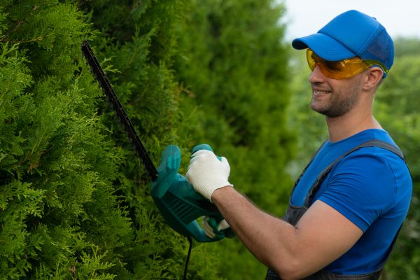 Tree Shaping Service in Marietta
