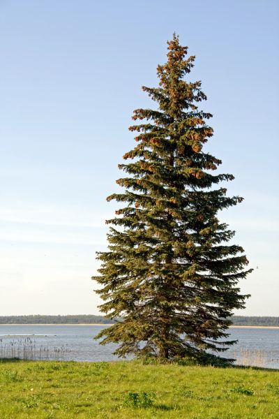 Cost of Spruce Tree Pruning in Marietta