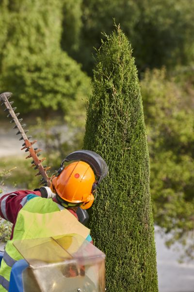 Cost of Cypress Tree Trimming in Marietta