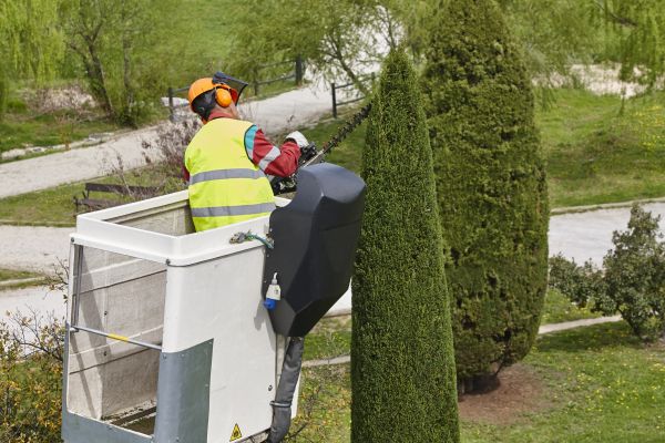 Cost of Cypress Tree Pruning in Marietta