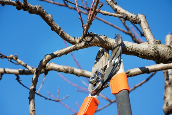 Peach Tree Trimming in Marietta