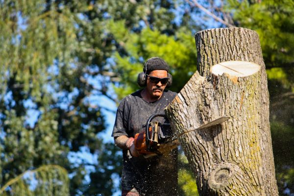 Cost of Ash Tree Pruning in Marietta