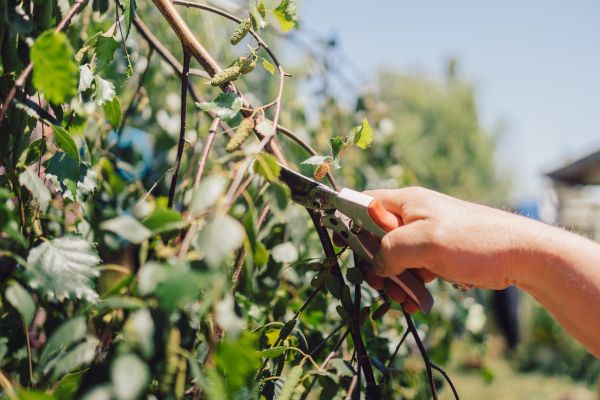 Cost of Birch Tree Pruning in Marietta