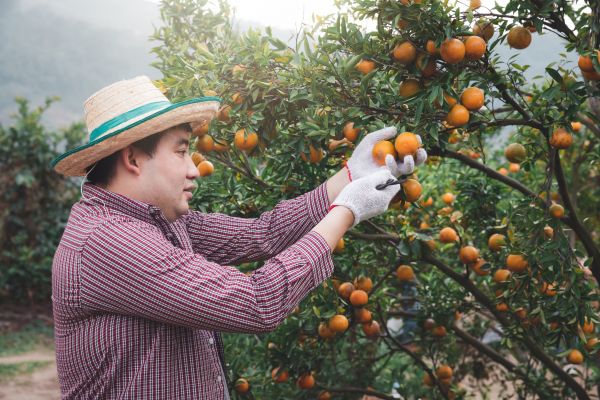 Cost of Orange Tree Pruning in Marietta