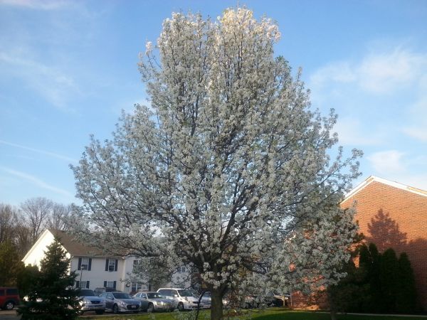 Cost of Bradford Pear Tree Pruning in Marietta