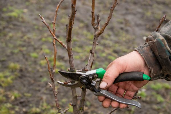 Cost of Pear Trees Pruning in Marietta