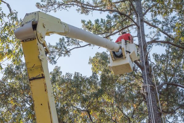 Limbs Trimming in Marietta