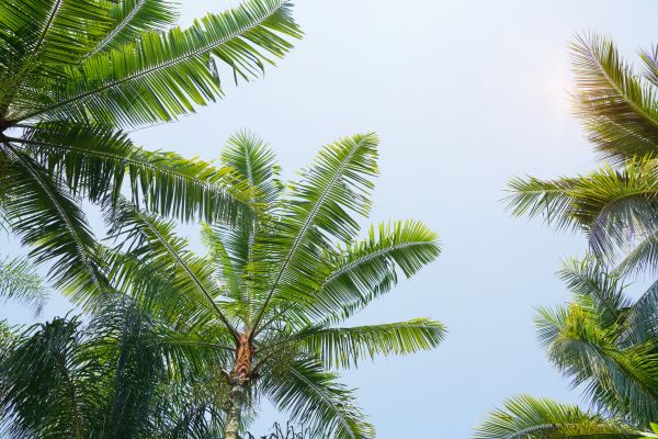 Queen Palm Tree Trimming in Marietta
