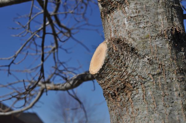 Limb Pruning in Marietta