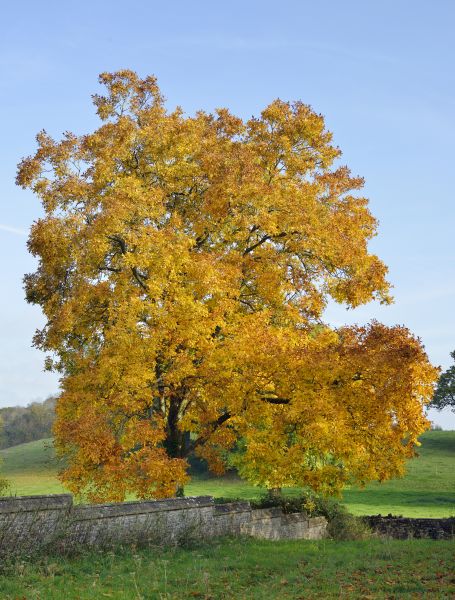Hickory Tree Trimming in Marietta