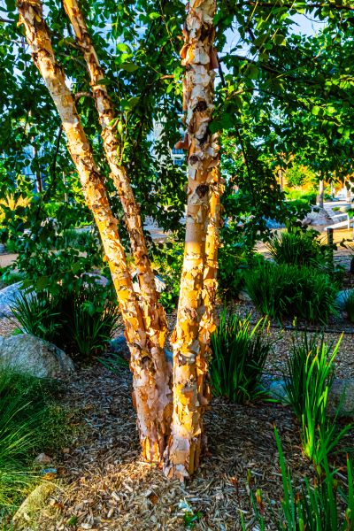 Cost of River Birch Trimming in Marietta