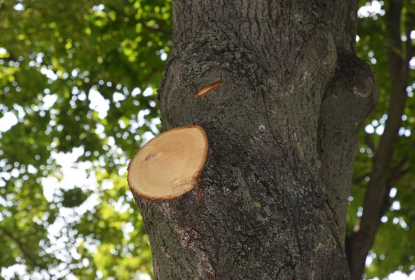 Cost of Limb Cutting in Marietta