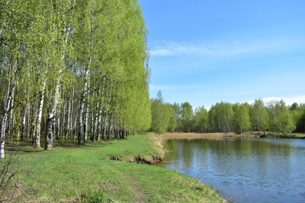 Cost of River Birch Pruning in Marietta
