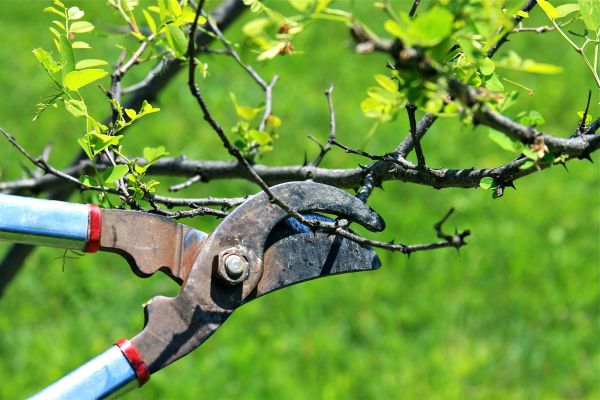 Branches Pruning in Marietta