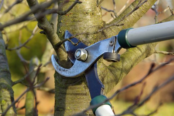 Tree Limb Trimming Service in Marietta