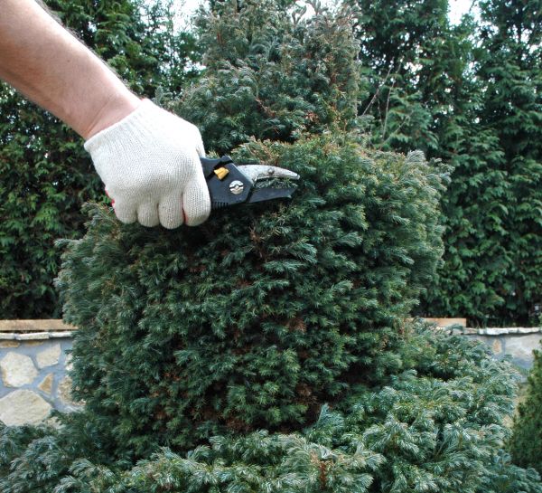Cost of Ornamental Tree Trimming in Marietta