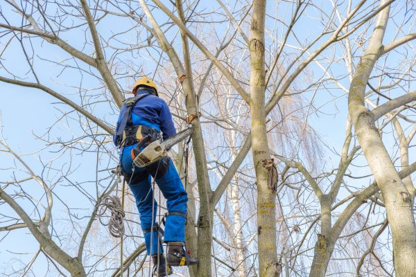 Large Tree Trimming in Marietta