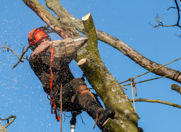 Tree Trimming Service in Marietta