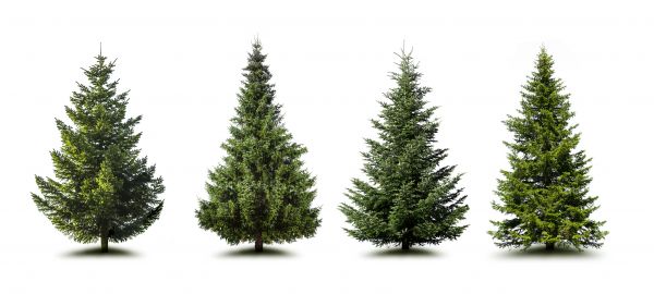 Cost of Pine Tree Trimming in Marietta